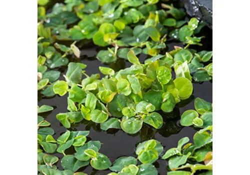 Moerings Phillanthus Fluitans In Beker