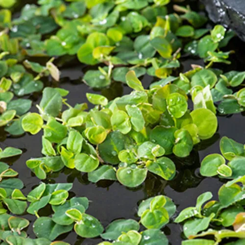Moerings Phillanthus Fluitans In Beker