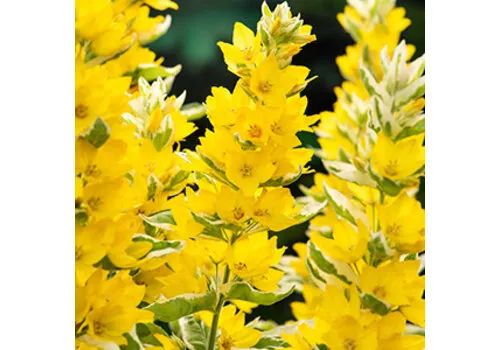 Moerings Lysimachia ‘Variegata’ | Bonte Moeraswederik | 9 cm pot