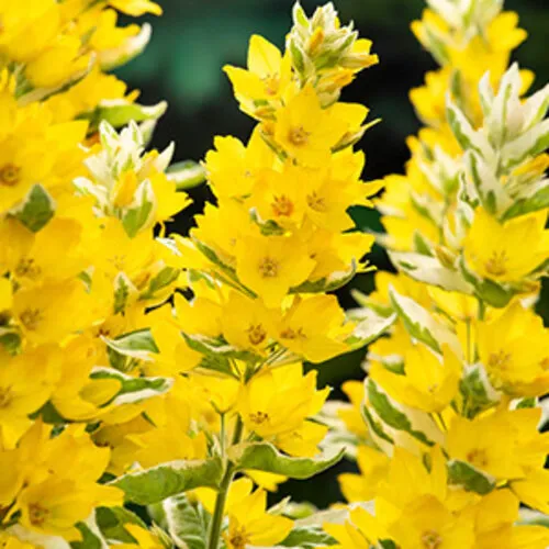 Moerings Lysimachia ‘Variegata’ | Bonte Moeraswederik | 9 cm pot