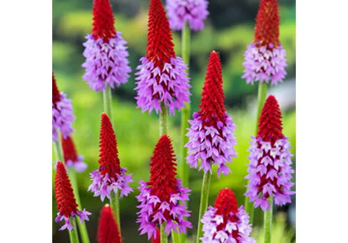 Moerings Primula vialii | Orchideeënprimula | 9 cm pot