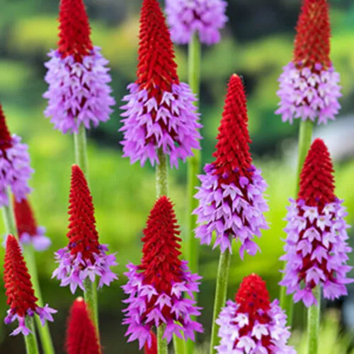 Moerings Primula vialii | Orchideeënprimula | 9 cm pot