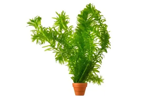 Moerings Elodea Densa | Waterpest |Terracotta potje in Beker