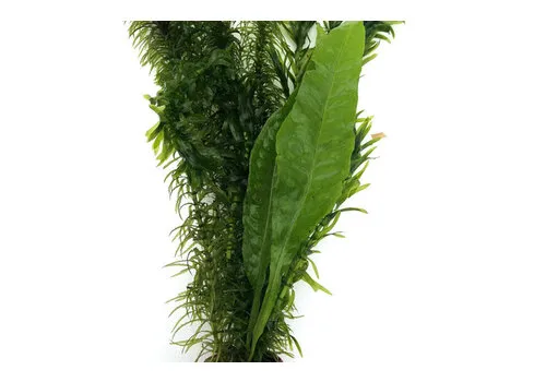 Moerings Viskombosje | Terracotta potje in beker