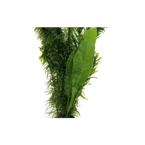 Moerings Viskombosje | Terracotta potje in beker