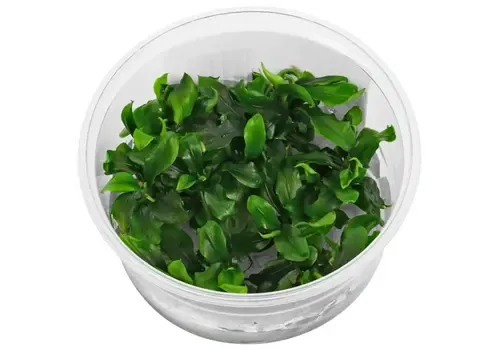 Moerings Bucephalandra Sp Green | In vitro cup