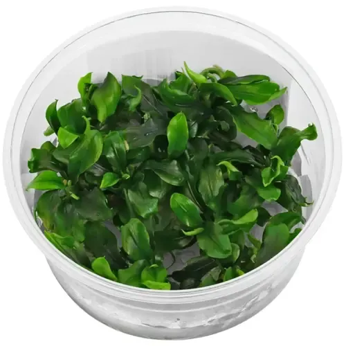 Moerings Bucephalandra Sp Green | In vitro cup