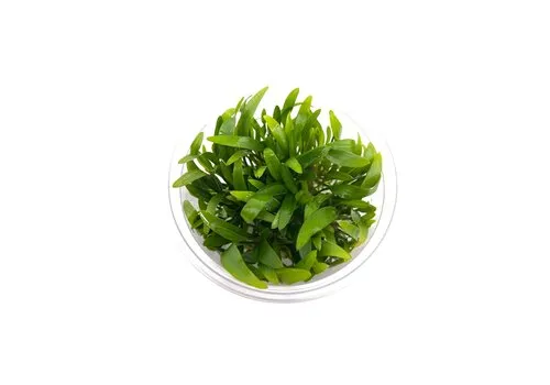 Moerings Cryptocoryne Beckettii | In vitro cup