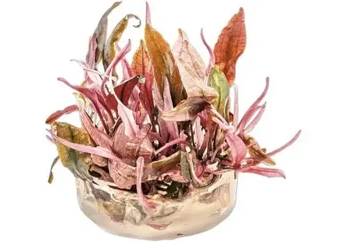Moerings Cryptocoryne Flamingo | In vitro cup