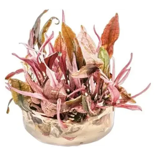 Moerings Cryptocoryne Flamingo | In vitro cup