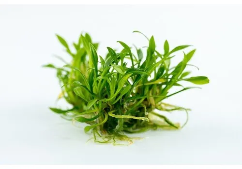 Aquafleur Cryptocoryne Parva | In 100CC vitro cup