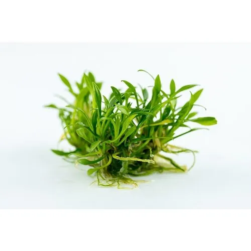 Aquafleur Cryptocoryne Parva | In vitro cup