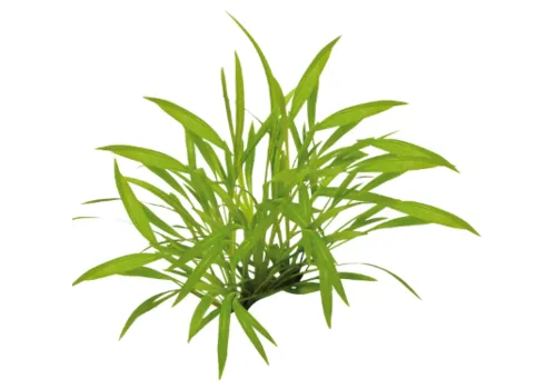 Moerings Enchinodorus Tenellus | In vitro cup