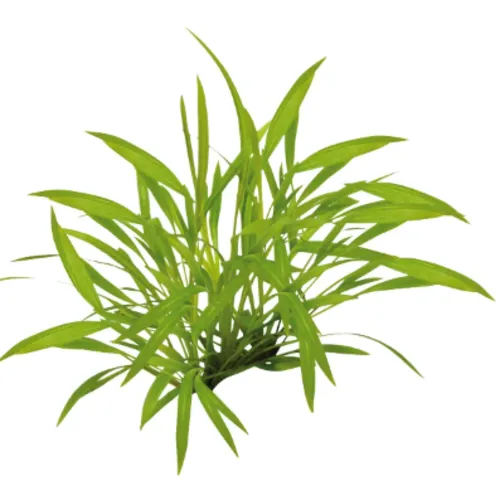 Moerings Enchinodorus Tenellus | In vitro cup