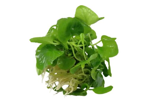 HS Aqua Nymphoides Taiwan | In vitro cup