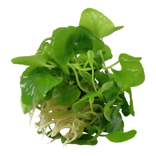 HS Aqua Nymphoides Taiwan | In vitro cup