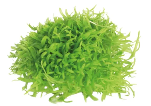 Moerings Utricularia Graminifolia | In 80CC vitro cup