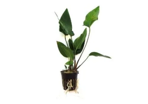 HS Aqua Anubias Hastifolia | Hartvormig reuzenspeerblad | In 5 cm pot