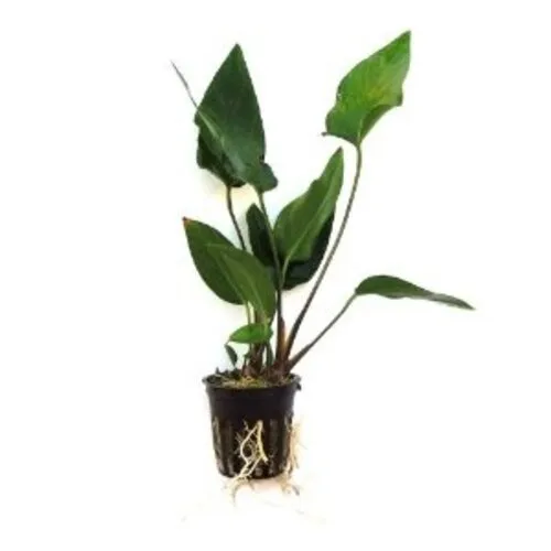 HS Aqua Anubias Hastifolia | Hartvormig reuzenspeerblad | In 5 cm pot
