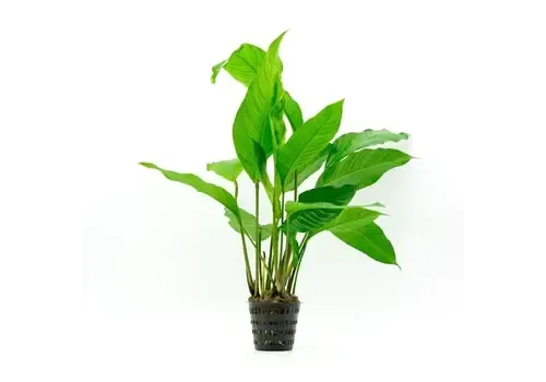 HS Aqua Anubias Heterophylla | Langsteelspeerblad | In 5 cm pot