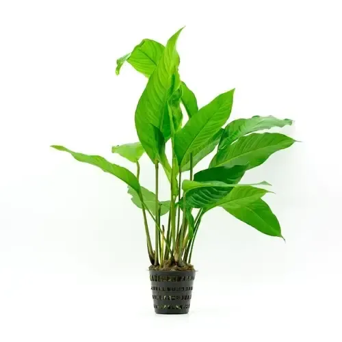 HS Aqua Anubias Heterophylla | Langsteelspeerblad | In 5 cm pot