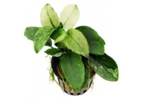 HS Aqua Anubias Nana Pinto | Dwergspeerblad | In 5 cm pot