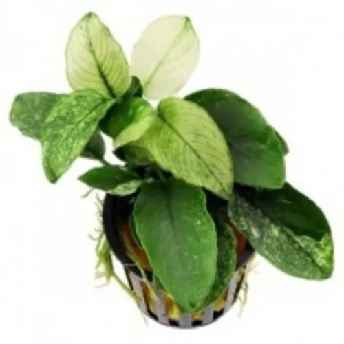 HS Aqua Anubias Nana Pinto | Dwergspeerblad | In 5 cm pot