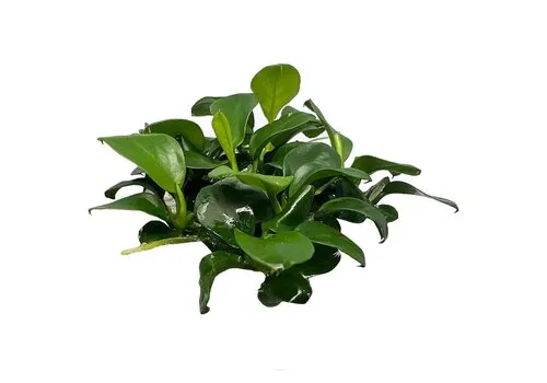 HS Aqua Anubias barteri var. Nana Bonsai | Speerblad | In vitro cup