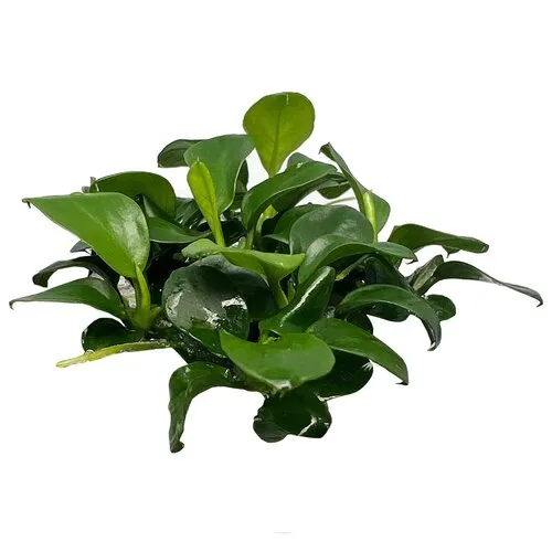 HS Aqua Anubias barteri var. Nana Bonsai | Speerblad | In vitro cup