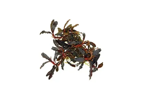 Easy Grow Bucephalandra Kedagang | In vitro cup