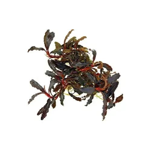 Easy Grow Bucephalandra Kedagang | In vitro cup