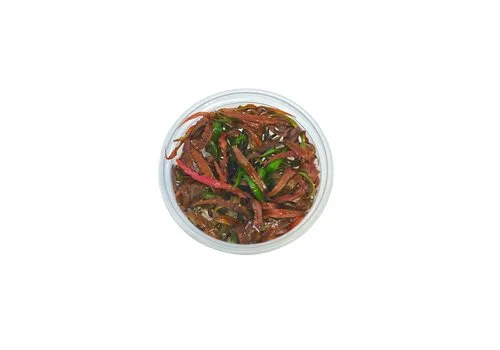 Aquafleur Cryptocoryne Spiralis Tiger | In vitro cup