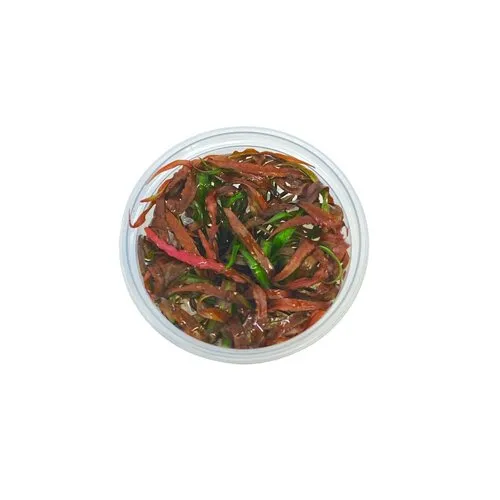 Aquafleur Cryptocoryne Spiralis Tiger | In vitro cup