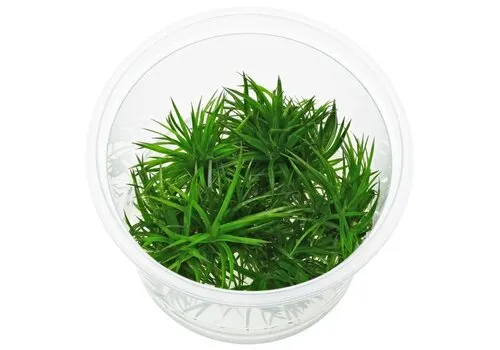 HS Aqua Eriocaulon Polaris | In vitro cup