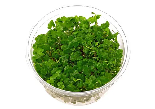 HS Aqua Hydrocotyle Sp Japan | In vitro cup
