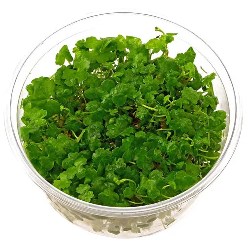 HS Aqua Hydrocotyle Sp Japan | In vitro cup