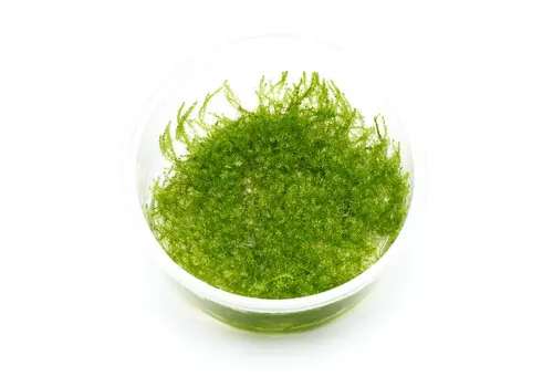 Easy Grow Leptodictyum Riparium | In vitro cup