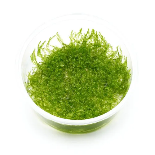 Easy Grow Leptodictyum Riparium | In vitro cup