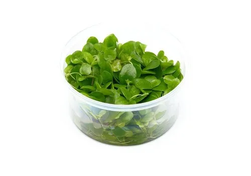 EcoScape Limnobium Laevifolium | Kikkerbeet | Vitro cup