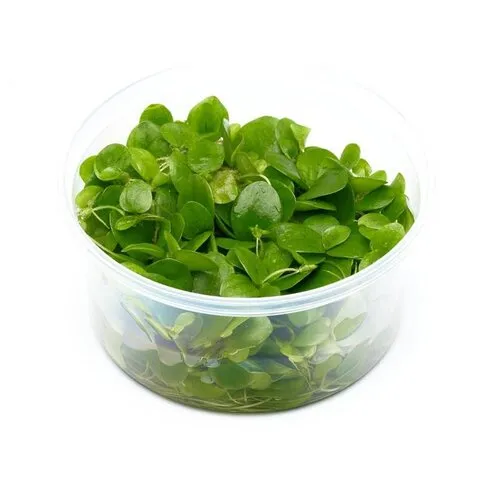 EcoScape Limnobium Laevifolium | Kikkerbeet | Vitro cup