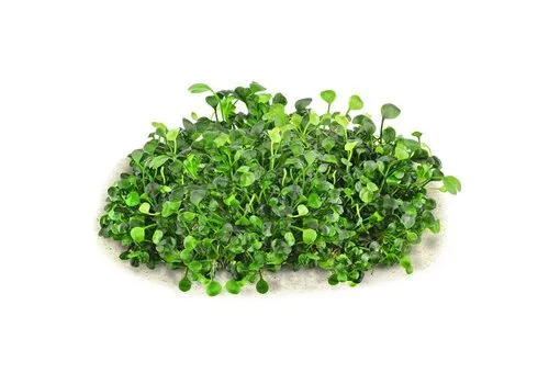 HS Aqua Marsilea Hirsuta | In vitro cup