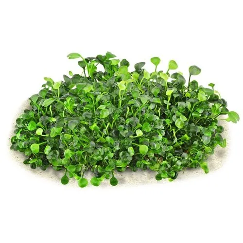 HS Aqua Marsilea Hirsuta | In vitro cup