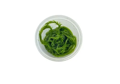 HS Aqua Mayaca Fluviatilis | In vitro cup