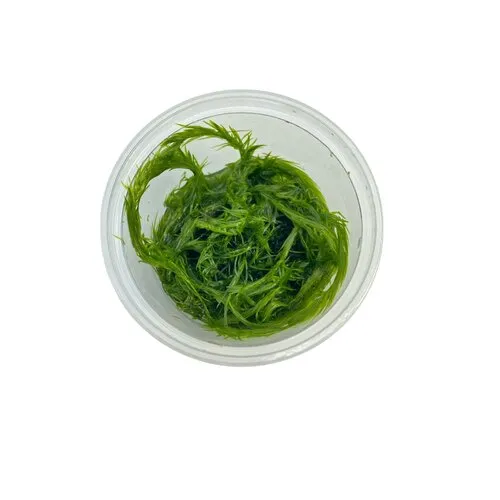 HS Aqua Mayaca Fluviatilis | In vitro cup