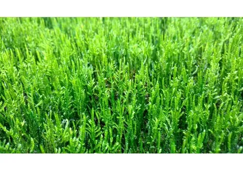 Easy Grow Taxiphyllum Sp Flame | In vitro cup