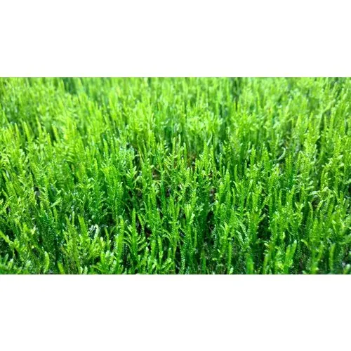 Easy Grow Taxiphyllum Sp Flame | In vitro cup