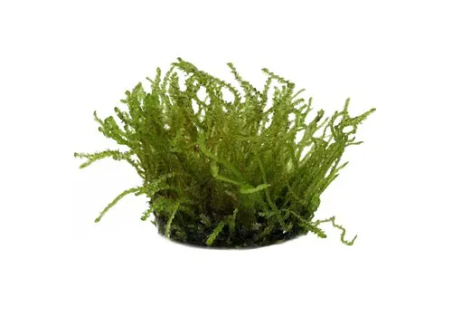 Easy Grow Vesicularia Sp Creeping Mos | In vitro cup