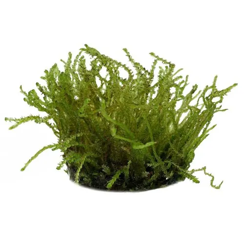 Easy Grow Vesicularia Sp Creeping Mos | In vitro cup