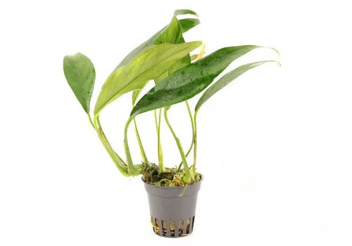 HS Aqua Anubias Afzelii | Speerblad | In 5 cm pot