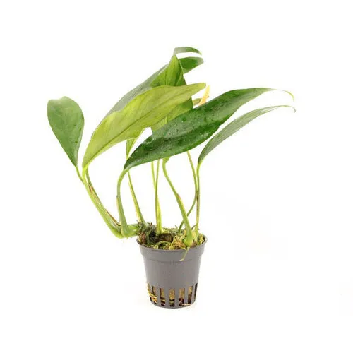 HS Aqua Anubias Afzelii | Speerblad | In 5 cm pot